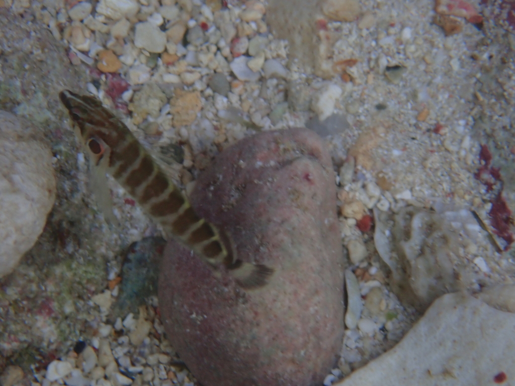 Spotcheek blenny (Brockius nigricinctus) — Labrisomidae