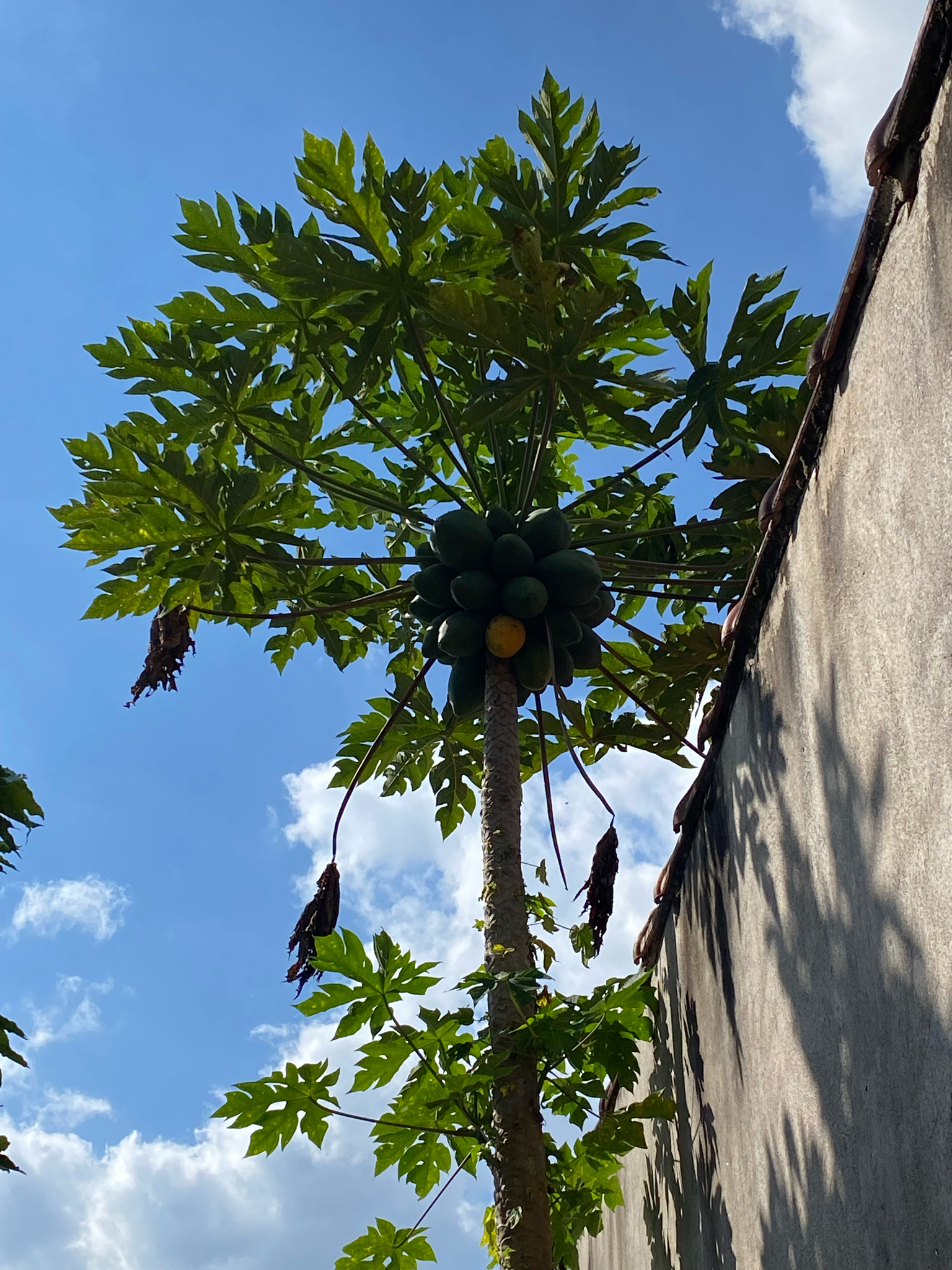 Carica papaya