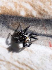 Corythalia argentinensis