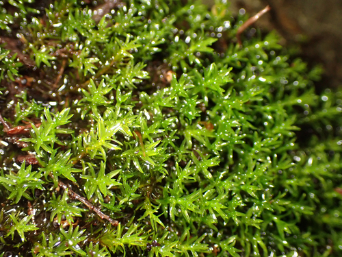 Dichodontium flavescens, 2025-04-28