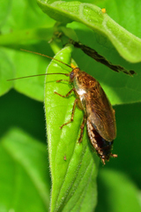 Latiblattella tarasca
