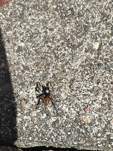 Habronattus ophrys photo 5