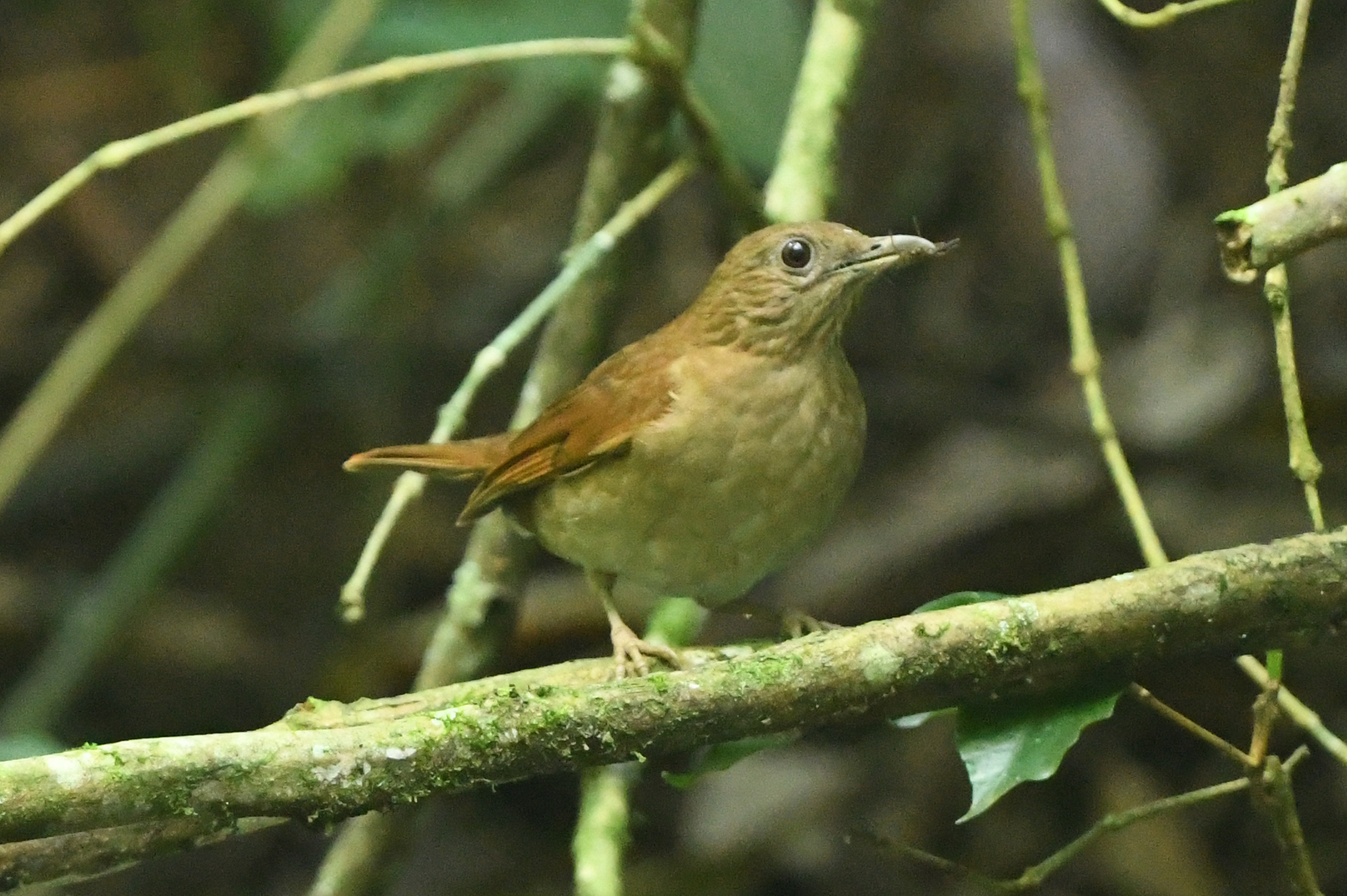 Cocoa Thrush (Turdus fumigatus), photo 10