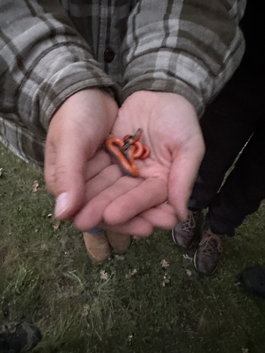 iNaturalist observation photo of Ring-necked Snake