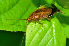 Latiblattella tarasca