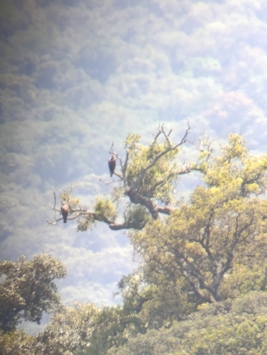 Avistamiento Águila perdicera o águila azor perdicera