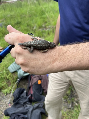 iNaturalist observation photo of Western Fence Lizard