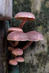 Gymnopilus purpuratus