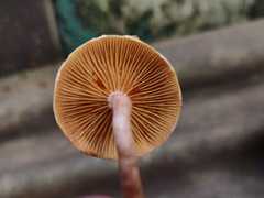 Gymnopilus purpuratus