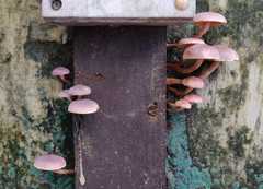 Gymnopilus purpuratus