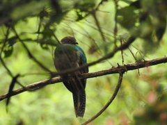 Pharomachrus antisianus