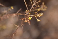 Poecilanthrax arethusa