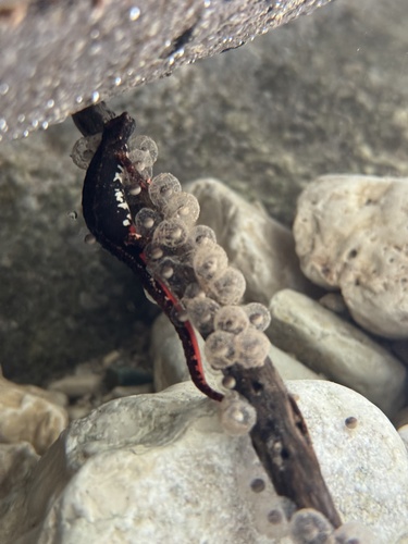 Northern Spectacled Salamander, Perugia, Umbria, IT, photo 7 of 10