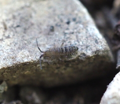 Orchesella bifasciata