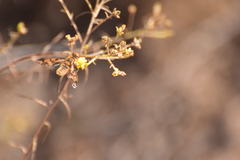 Poecilanthrax arethusa