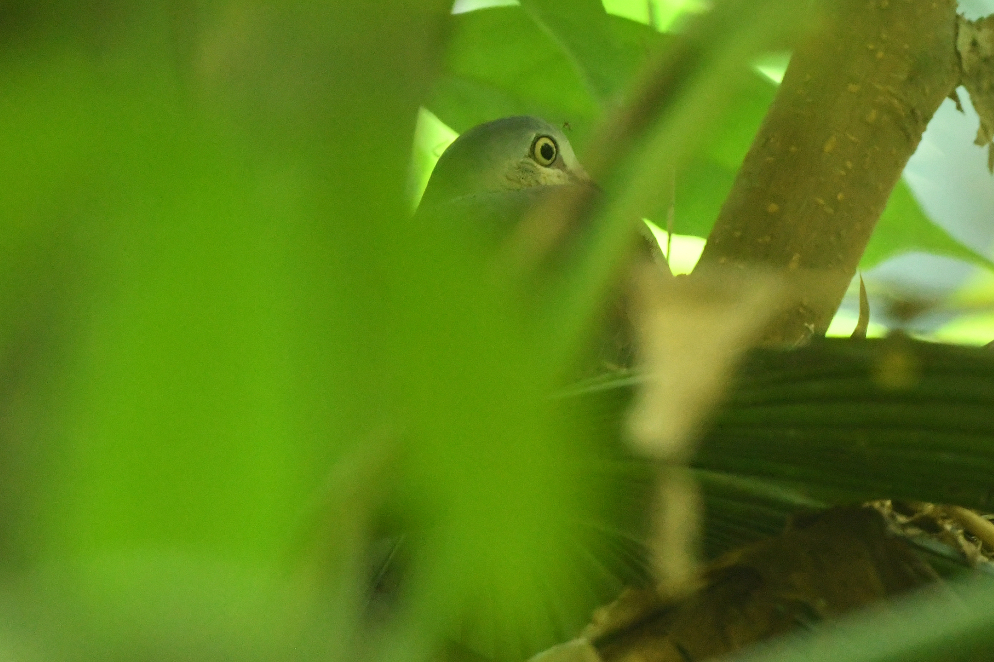 Grey-headed Dove (Leptotila plumbeiceps), photo 5