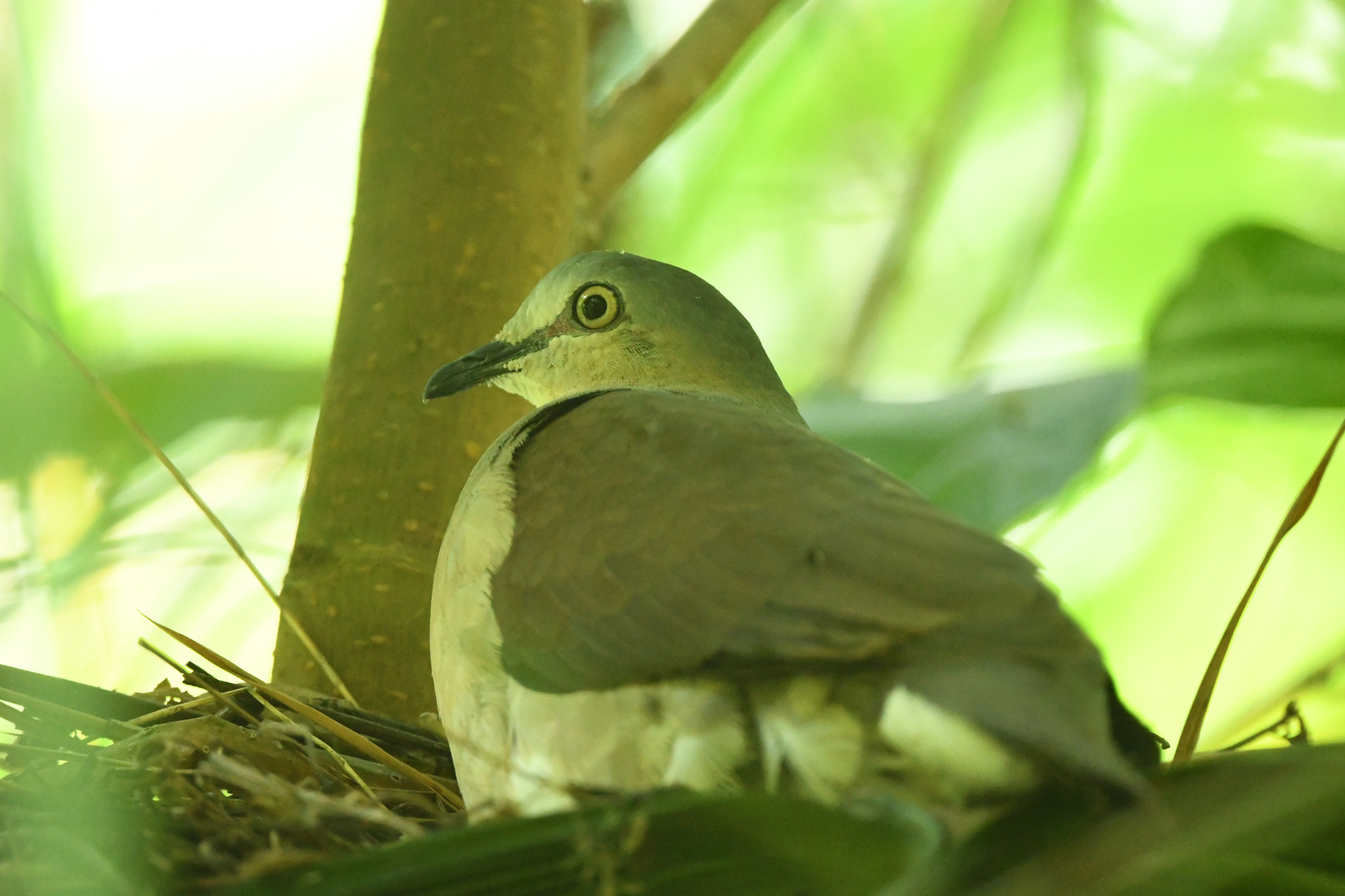 Grey-headed Dove (Leptotila plumbeiceps), photo 4