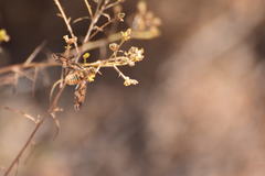 Poecilanthrax arethusa