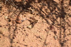 Poecilanthrax arethusa