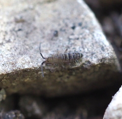 Orchesella bifasciata