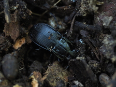 Abax parallelepipedus
