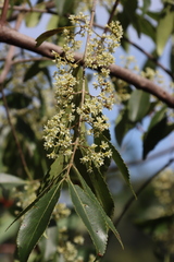 (c) Tony Rebelo, some rights reserved (CC BY-SA) Catha edulis, photograph (c) Tony Rebelo, some rights reserved (CC BY-SA)