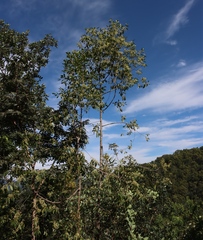 (c) Tony Rebelo, some rights reserved (CC BY-SA) Catha edulis, photograph (c) Tony Rebelo, some rights reserved (CC BY-SA)