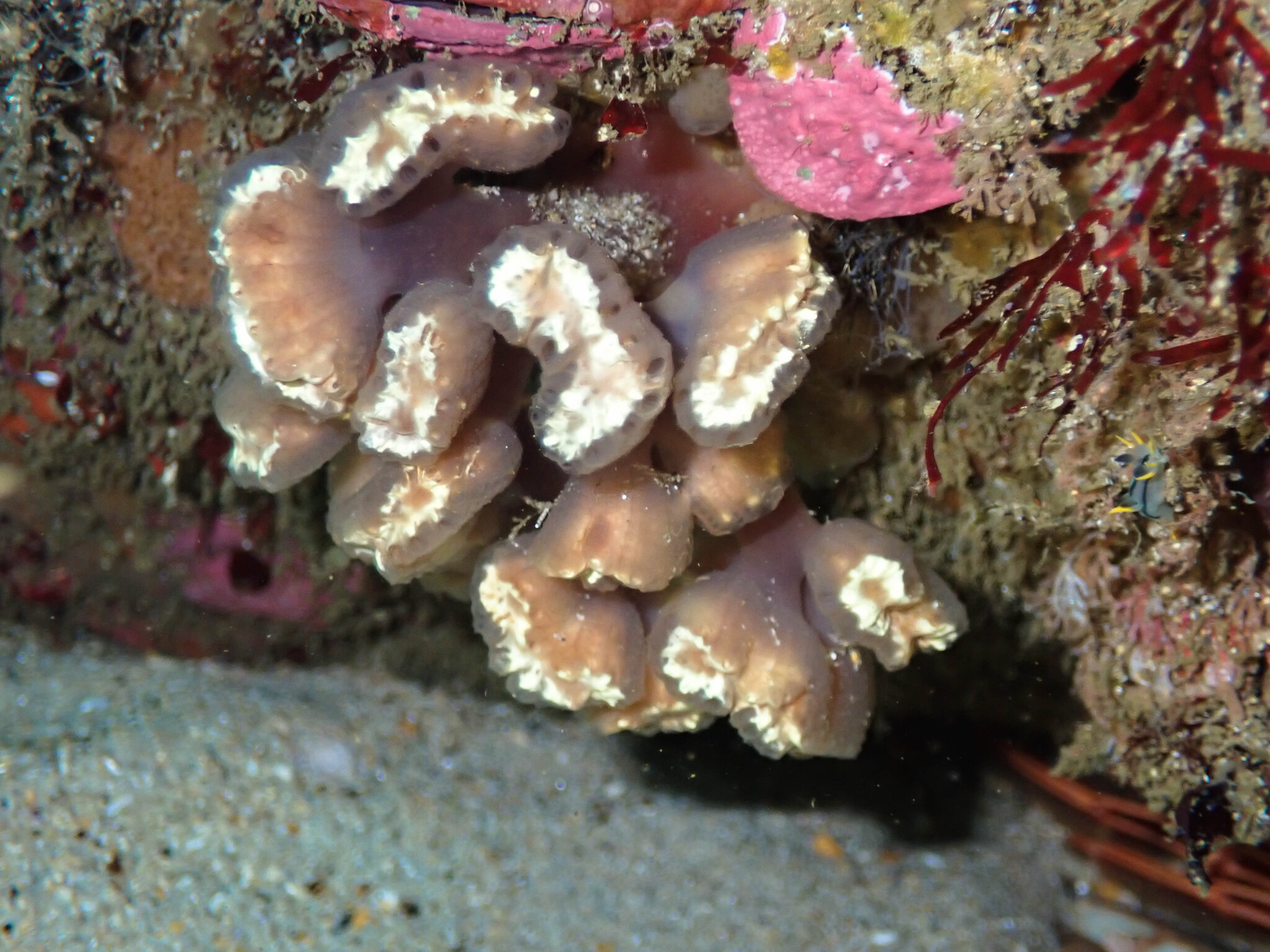 Sycozoa arborescens Hartmeyer, 1912