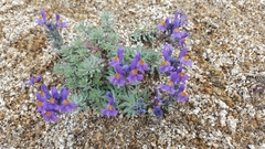 Linaria alpina alpina