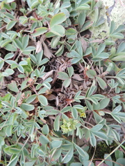 Sibbaldia parviflora
