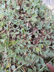 Sibbaldia parviflora