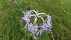 Dianthus superbus alpestris