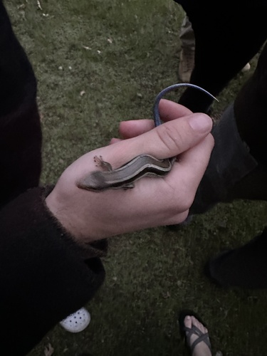 iNaturalist observation photo of Western Skink