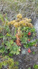 Sempervivum wulfenii