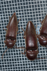 Diplostethus texanus