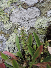 Euphrasia alboffii