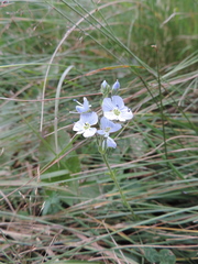 Veronica gentianoides
