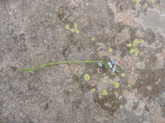 Veronica gentianoides