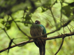 Pharomachrus antisianus