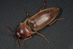 Diplostethus texanus