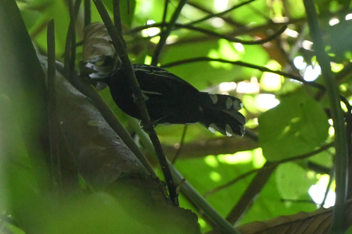 Jet Antbird (Cercomacra nigricans), photo 6