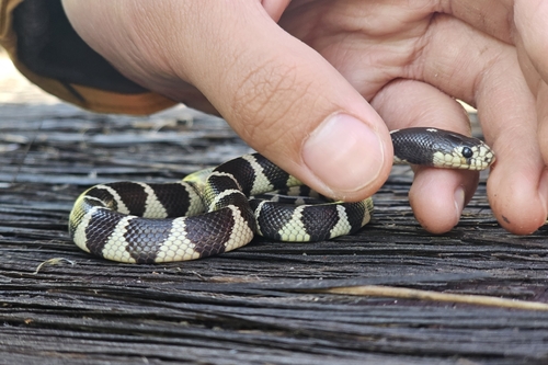 iNaturalist observation photo of California King Snake
