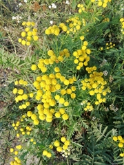 Tanacetum vulgare