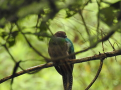 Pharomachrus antisianus