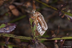 Anoxia australis