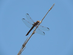 Orthemis nodiplaga
