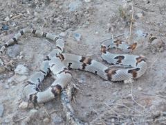 Trimorphodon vilkinsonii