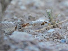 Trimorphodon vilkinsonii