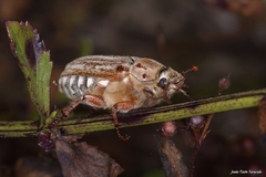 Anoxia australis