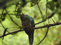 Pharomachrus antisianus